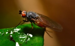Heteromyza
