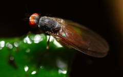 Heteromyza