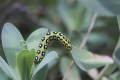 Hyles nicaea