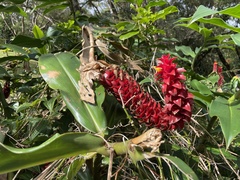 Costus comosus