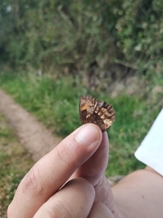 Pedaliodes boyacensis