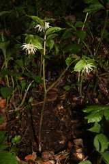 Prosartes maculata