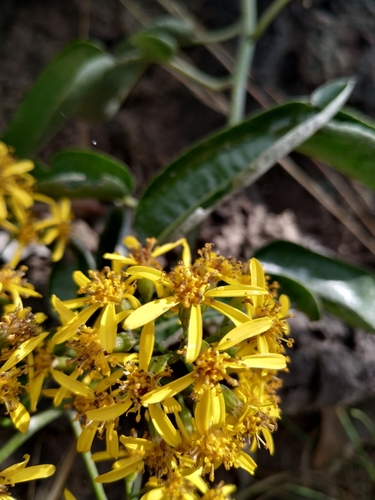 Dendrophorbium americanum, photograph 6