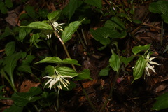 Prosartes maculata