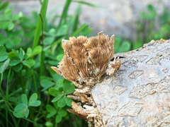 Schizophyllaceae