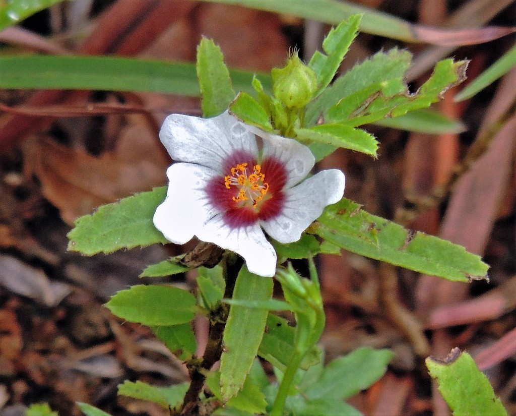Sida viarum