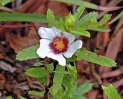 Sida viarum
