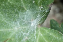 Nigma puella