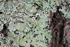 Heterodermia obscurata