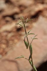 Cleome amblyocarpa image