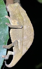 Rieppeleon brevicaudatus