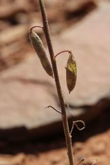 Cleome amblyocarpa image