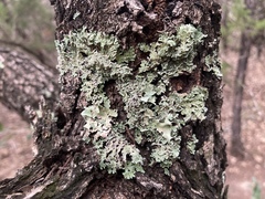 Heterodermia obscurata