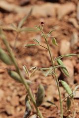 Cleome amblyocarpa image