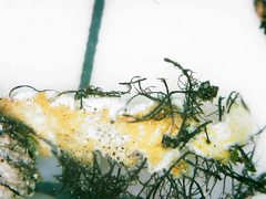 Heterodermia obscurata