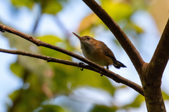 Ramphocaenus melanurus
