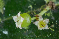 Phyllonoma ruscifolia image