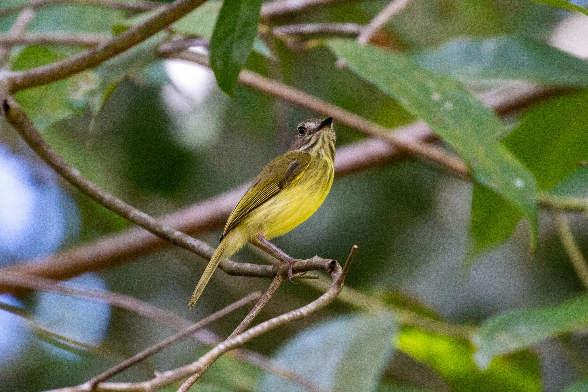 Stripe-necked Tody-Tyrant (Hemitriccus striaticollis), photo 7