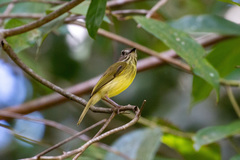 Hemitriccus striaticollis