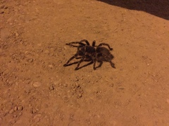 Acanthoscurria