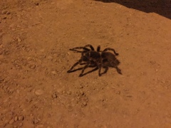 Acanthoscurria