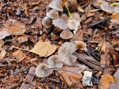 Mycena leptocephala
