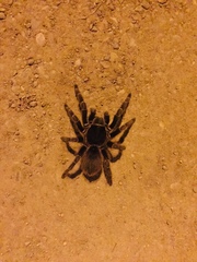 Acanthoscurria