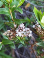 Ageratina anisochroma