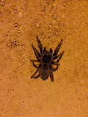 Acanthoscurria