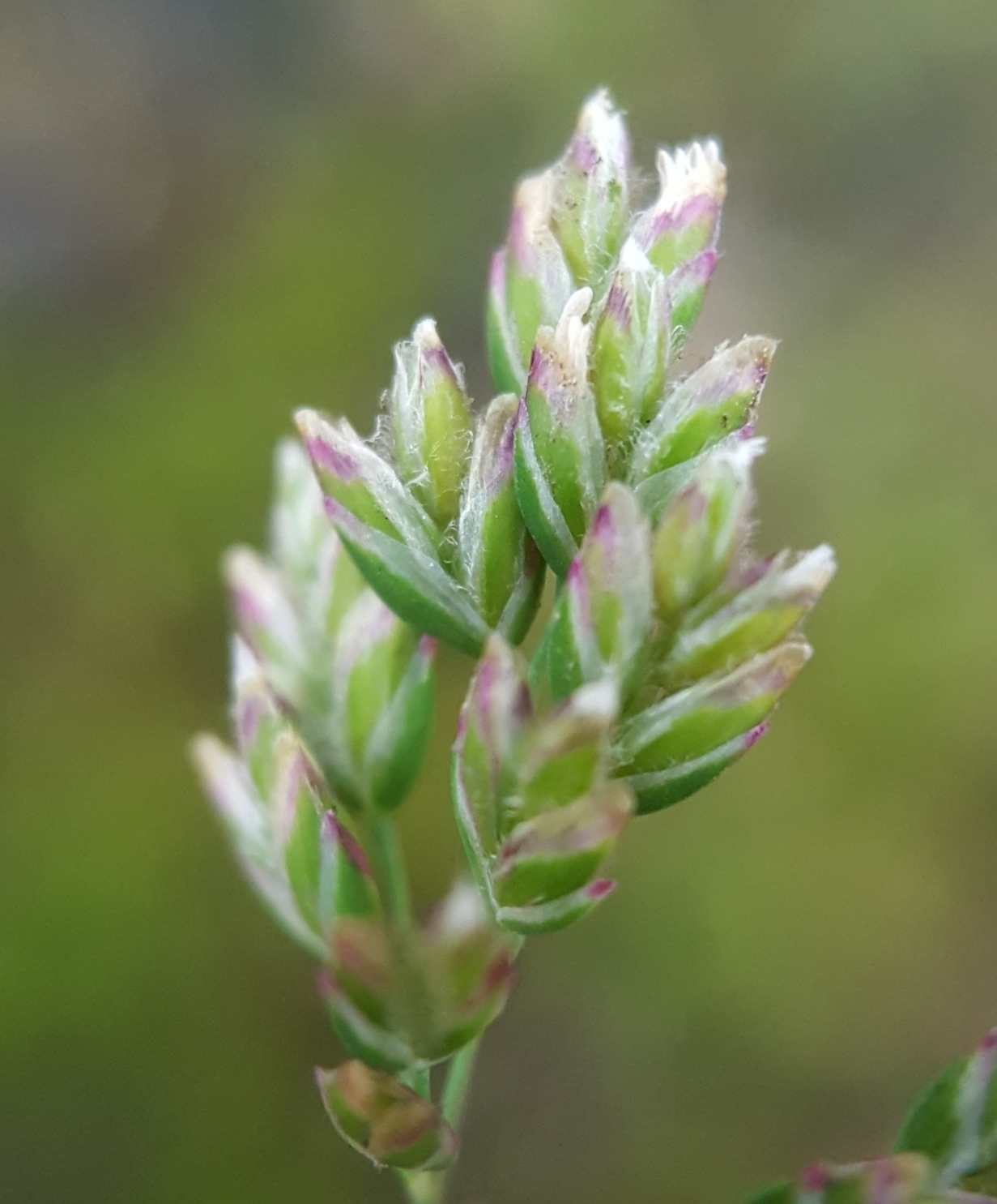 (c) François Rousseu, certains droits réservés (CC BY-NC) https://www.inaturalist.org/observations/103972716