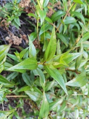 Ageratina anisochroma