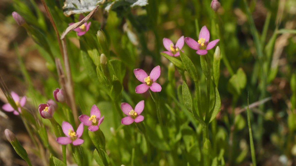 tall centaury