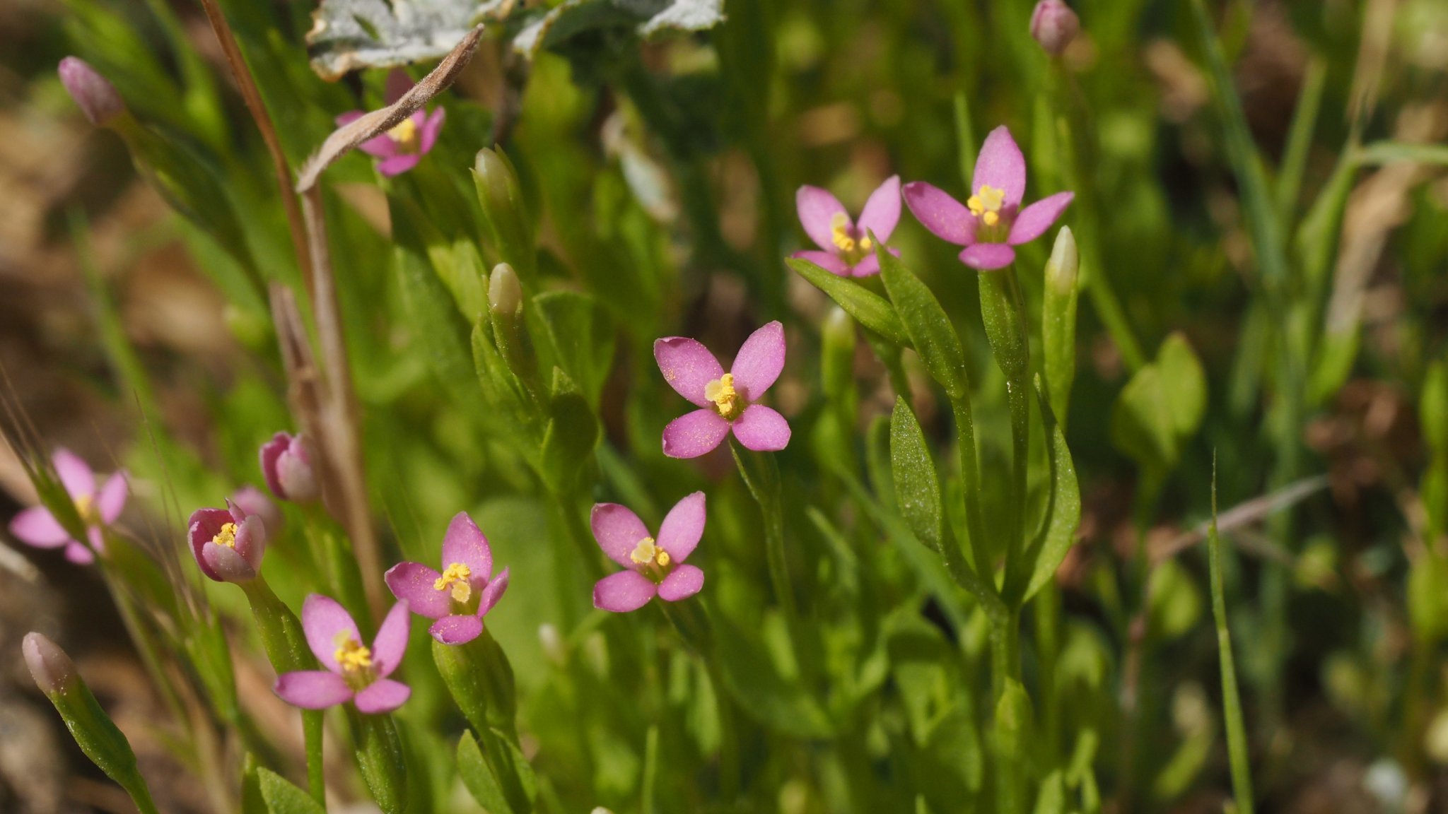 Zeltnera exaltata