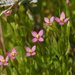 Tall Centaury - Photo (c) Fred Melgert / Carla Hoegen, some rights reserved (CC BY-NC), uploaded by Fred Melgert / Carla Hoegen