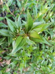 Ageratina anisochroma