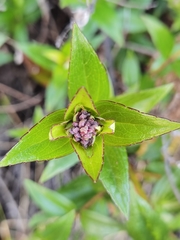 Ageratina anisochroma