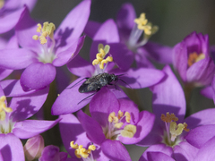 Lepidargyrus ancorifer