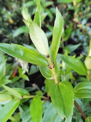 Ageratina anisochroma