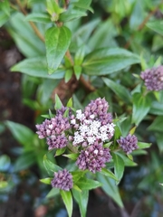 Ageratina anisochroma