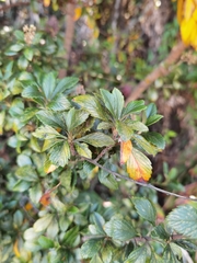 Holodiscus argenteus