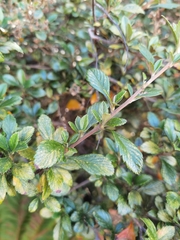 Holodiscus argenteus