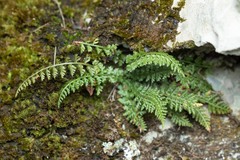 Asplenium fontanum fontanum