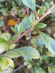 Holodiscus argenteus