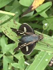 Thespieus macareus