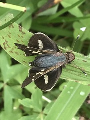 Thespieus macareus