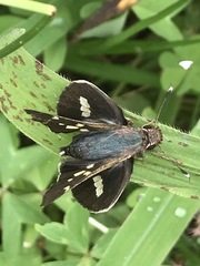 Thespieus macareus