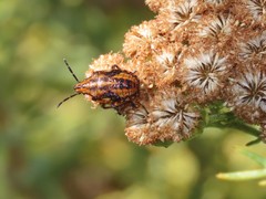 Agonoscelis erosa