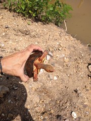 Rhinoclemmys pulcherrima rogerbarbouri