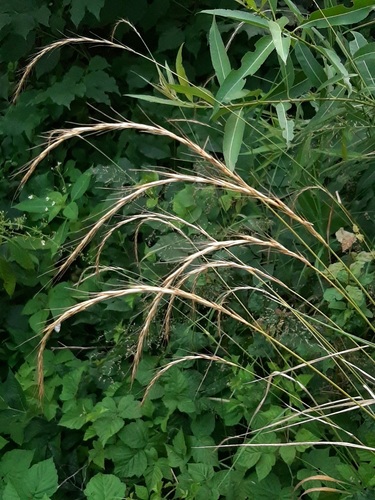 Elymus caninus iNat (1)