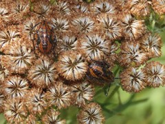 Agonoscelis erosa